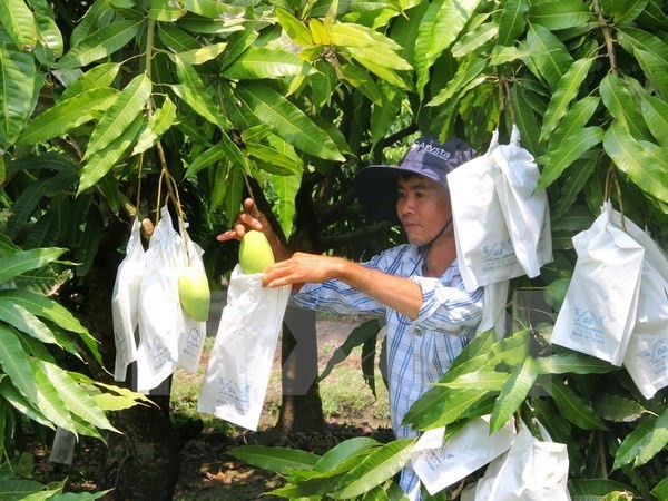 Australia opens door to fresh Vietnamese mango - ảnh 1